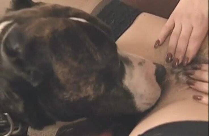 dog licks hot twat 2