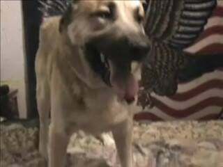 dog s dong blowing job 1