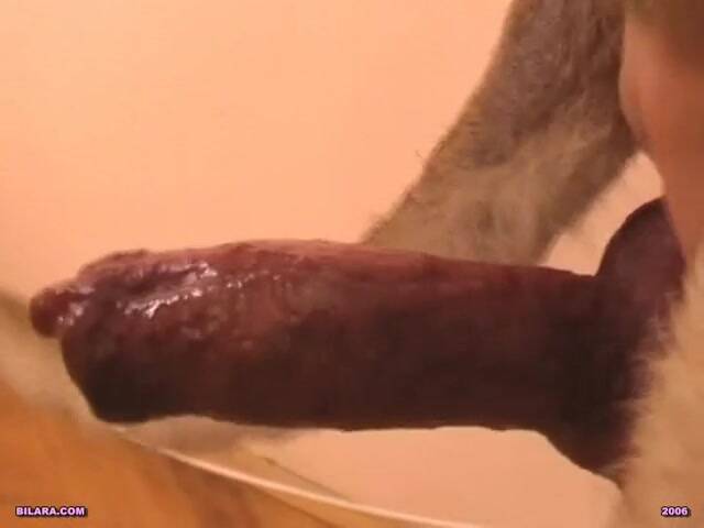 dog sex with school girl 1