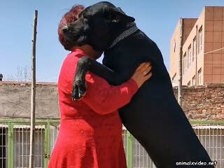 babes playing with a very large dog